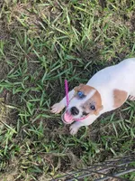 Sugar, a female Jack Russell Terrier for sale in Live Oak, FL – 1 of 7