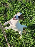 Roxy, a female Jack Russell Terrier for sale in Live Oak, FL – 3 of 8