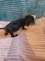 Wesson, a male Miniature Dachshund for sale in Live Oak, FL – 9 of 9