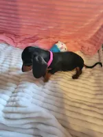 Daisy, a female Miniature Dachshund for sale in Live Oak, FL – 3 of 7
