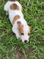 Rocco, a male Jack Russell Terrier for sale in Live Oak, FL – 8 of 8