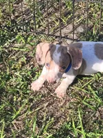 Sam, a male Dachshund for sale in Live Oak, FL – 2 of 8