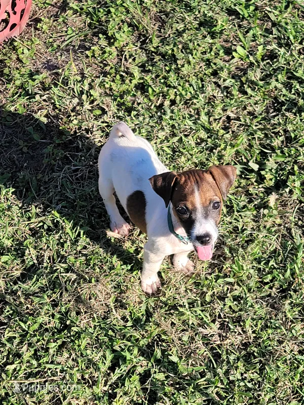 Landon – Jack Russell Terrier puppy for sale in Live Oak, FL