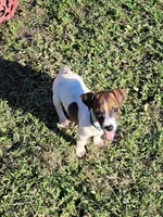 Landon, a male Jack Russell Terrier for sale in Live Oak, FL – 1 of 8
