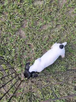 Chip, a male Jack Russell Terrier for sale in Live Oak, FL – 3 of 8