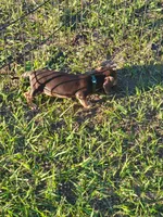 Nikita, a male Miniature Dachshund for sale in Live Oak, FL – 5 of 6