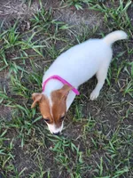 Jemma, a female Jack Russell Terrier for sale in Live Oak, FL – 8 of 8