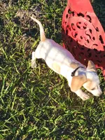 Niko, a male Miniature Dachshund for sale in Live Oak, FL – 3 of 7