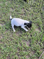 Chip, a male Jack Russell Terrier for sale in Live Oak, FL – 6 of 8