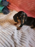 Sunflower , a female Miniature Dachshund for sale in Live Oak, FL – 6 of 9