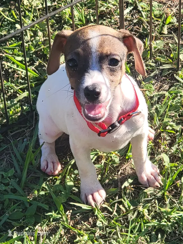 Lovey – Jack Russell Terrier puppy for sale in Live Oak, FL