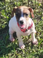 Lovey, a female Jack Russell Terrier for sale in Live Oak, FL – 1 of 6