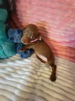 Reba, a female Dachshund for sale in Live Oak, FL – Photo 3 of 8
