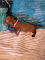 Reba, a female Dachshund for sale in Live Oak, FL – Photo 8 of 8