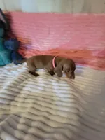 Reba, a female Dachshund for sale in Live Oak, FL – Photo 5 of 8