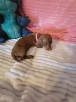 Reba, a female Dachshund for sale in Live Oak, FL – Photo 6 of 8