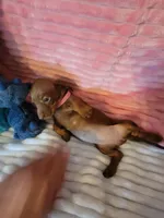 Reba, a female Dachshund for sale in Live Oak, FL – Photo 4 of 8