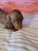 Reba, a female Dachshund for sale in Live Oak, FL – Photo 2 of 8