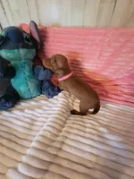 Reba, a female Dachshund for sale in Live Oak, FL – Photo 7 of 8