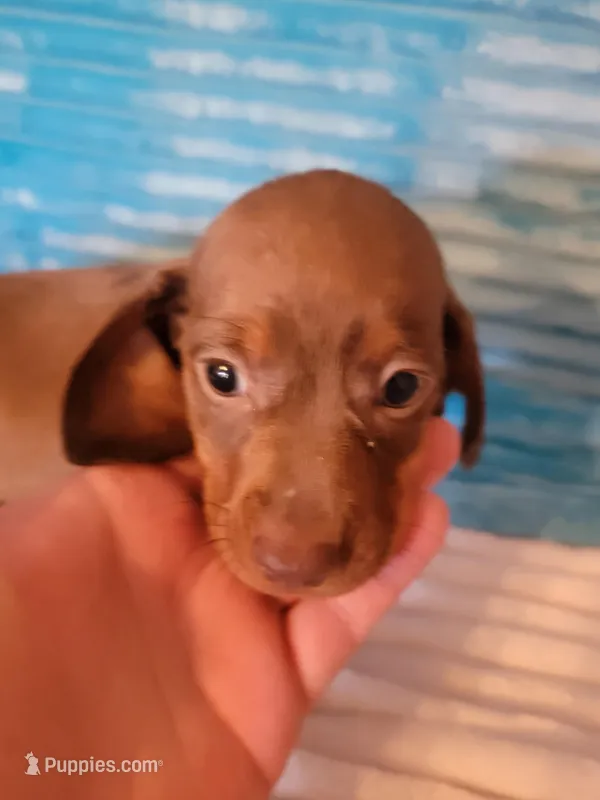 Reba – Dachshund puppy for sale in Live Oak, FL