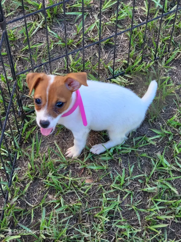 Jemma – Jack Russell Terrier puppy for sale in Live Oak, FL