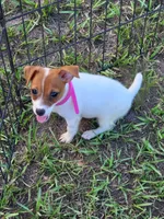 Jemma, a female Jack Russell Terrier for sale in Live Oak, FL – 1 of 8