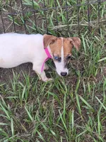 Sugar, a female Jack Russell Terrier for sale in Live Oak, FL – 4 of 7