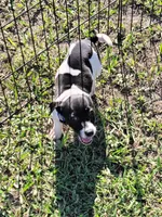 Loki, a male Jack Russell Terrier for sale in Live Oak, FL – 6 of 8