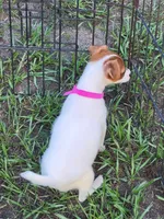 Jemma, a female Jack Russell Terrier for sale in Live Oak, FL – 3 of 8