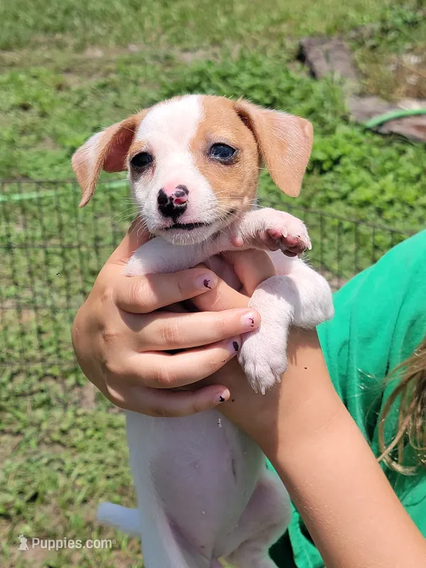 Rikki – Jack Russell Terrier puppy for sale in Live Oak, FL