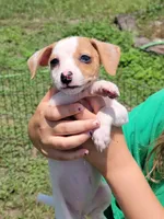 Rikki, a female Jack Russell Terrier for sale in Live Oak, FL – 1 of 7