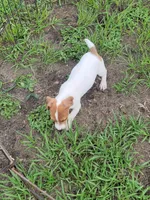 Ryker, a male Jack Russell Terrier for sale in Live Oak, FL – 7 of 7