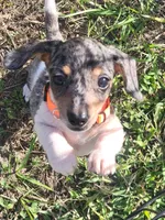 Skye, a female Dachshund for sale in Live Oak, FL – 6 of 7