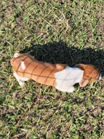 Jace, a male Jack Russell Terrier for sale in Live Oak, FL – 6 of 8
