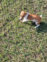 Jace, a male Jack Russell Terrier for sale in Live Oak, FL – 7 of 8