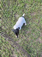Chip, a male Jack Russell Terrier for sale in Live Oak, FL – 2 of 8