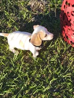 Niko, a male Miniature Dachshund for sale in Live Oak, FL – 6 of 7