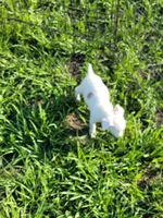 Reba, a female Jack Russell Terrier for sale in Live Oak, FL – 6 of 8