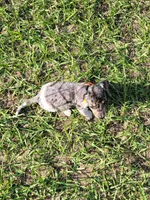 Skye, a female Dachshund for sale in Live Oak, FL – 2 of 7