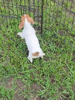 Ryker, a male Jack Russell Terrier for sale in Live Oak, FL – 4 of 7