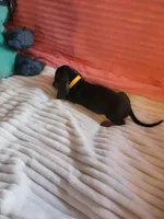 Sunflower , a female Miniature Dachshund for sale in Live Oak, FL – 7 of 9