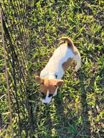 Charlie, a male Jack Russell Terrier for sale in Live Oak, FL – 3 of 7