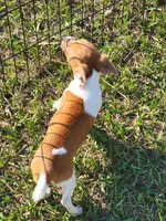 Jace, a male Jack Russell Terrier for sale in Live Oak, FL – 8 of 8
