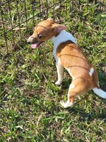 Jace, a male Jack Russell Terrier for sale in Live Oak, FL – 4 of 8