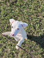 Jack, a male Jack Russell Terrier for sale in Live Oak, FL – 2 of 8