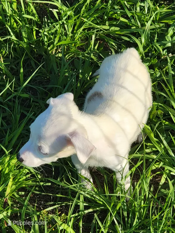 Reba – Jack Russell Terrier puppy for sale in Live Oak, FL