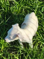Reba, a female Jack Russell Terrier for sale in Live Oak, FL – 1 of 8
