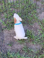Hank, a male Jack Russell Terrier for sale in Live Oak, FL – 3 of 8