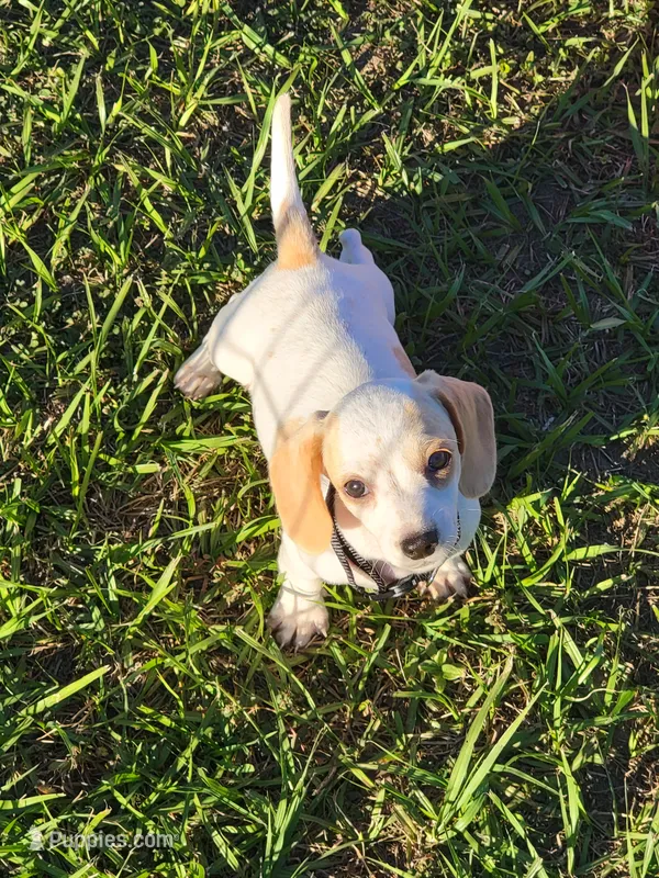 Niko, a male Miniature Dachshund for sale in Live Oak, FL – 1 of 7