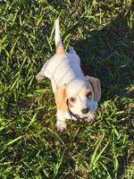 Niko, a male Miniature Dachshund for sale in Live Oak, FL – 1 of 7